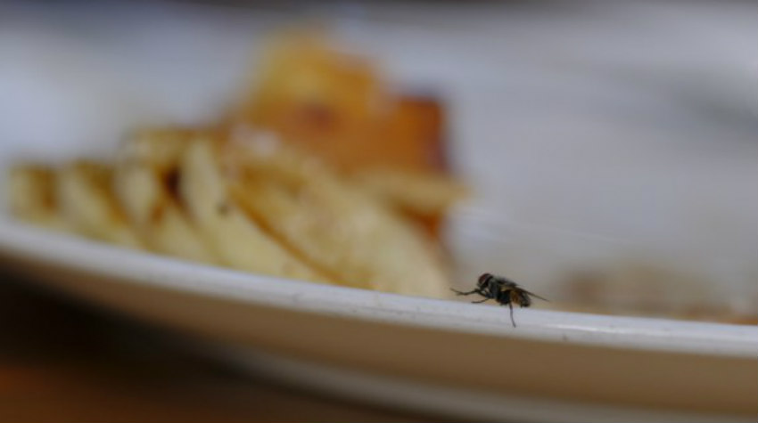 Γιατί δεν πρέπει να τρως φαγητό, στο οποίο έχει κάτσει μύγα