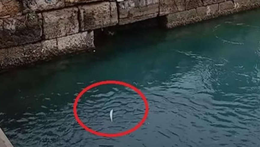 VIDEO: Ο Τσακ Νόρις πήγε για ψάρεμα στη Χαλκίδα - Ψάρια πετάγονταν μόνα τους έξω από το νερό