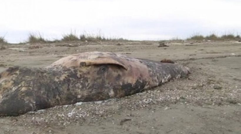 Σπάνια φάλαινα έξι μέτρων ξεβράστηκε σε ακτή στην Αλεξανδρούπολη - VIDEO