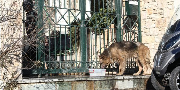 Γροθιά στο στομάχι οι εικόνες που δείχνουν σκύλο εξουθενωμένο με εγκαύματα στην Ελλάδα 
