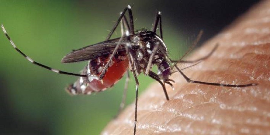 ΕΛΛΑΔΑ: Σε έξαρση ο ιός του Δυτικού Νείλου -133 κρούσματα