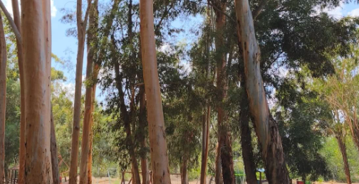 Κίνδυνος σε αγαπημένο πάρκο στη Λευκωσία - Τι συμβαίνει - Δείτε φωτογραφία