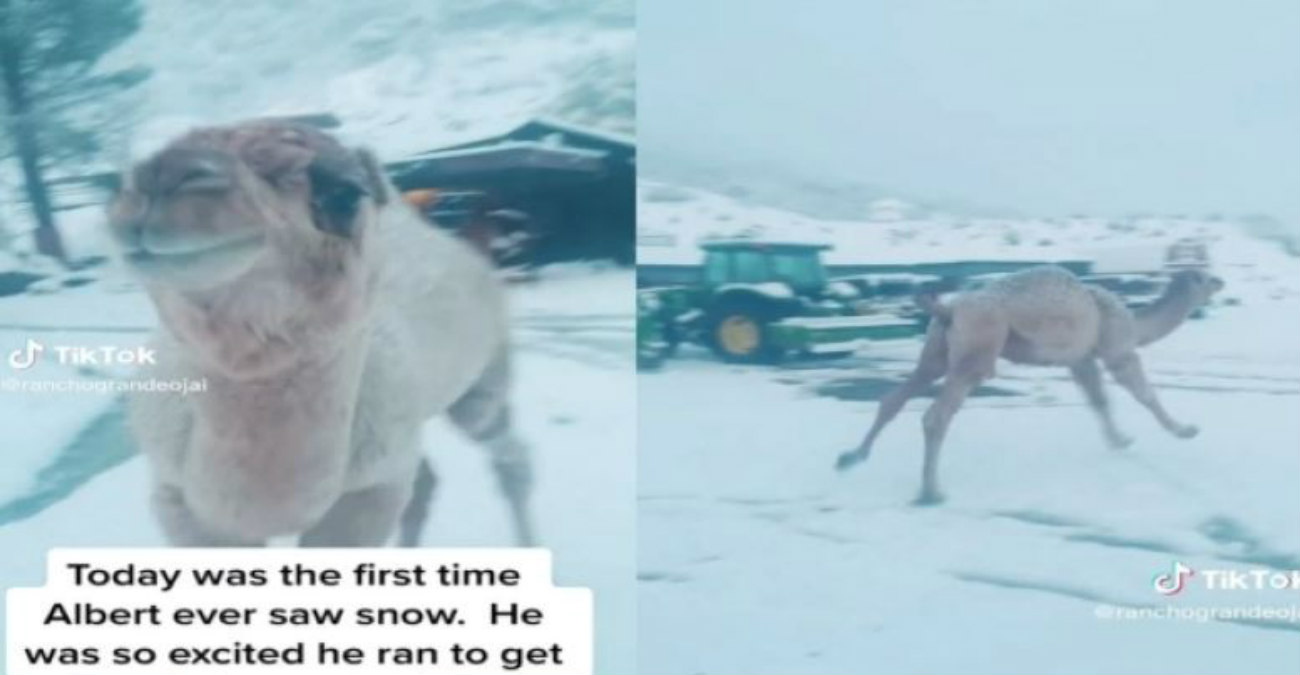 Καμήλα είδε πρώτη φορά χιόνι και ενθουσιάστηκε τόσο που...άρχισε να χοροπηδάει - Δείτε βίντεο