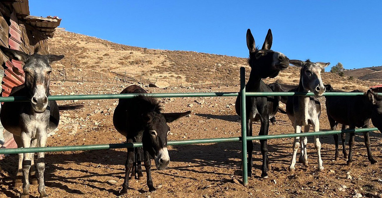 Έκκληση για βοήθεια: 50 γαϊδουράκια κινδυνεύουν από έλλειψη τροφής