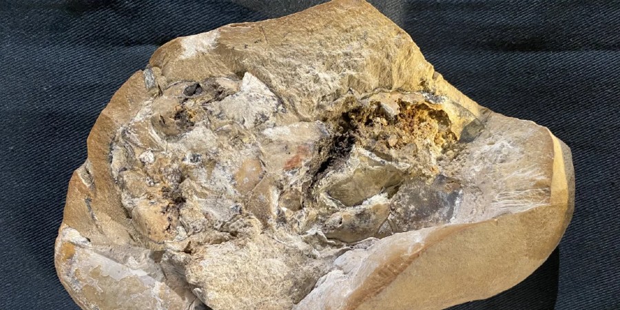 Απίστευτη αρχαιολογική ανάκλυψη: Βρέθηκε σε αρχαίο ψάρι το απολίθωμα της αρχαιότερης καρδιάς