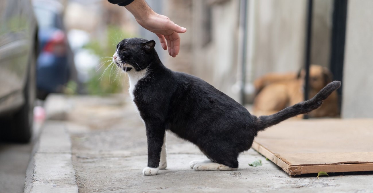 Σοκαριστική καταγγελία: Αλλοδαποί αρπάζουν γατάκια για να τα φάνε – «Εμείς τα καταναλώνουμε»