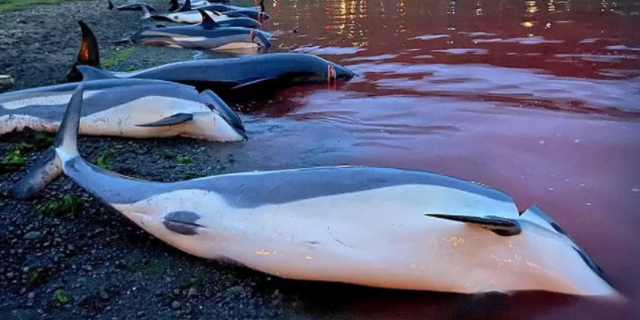 Βάφτηκε κόκκινη η θάλασσα: Σκότωσαν 1428 δελφίνια «για το έθιμο» στα Νησιά Φερόε - ΦΩΤΟΓΡΑΦΙΕΣ - ΒΙΝΤΕΟ