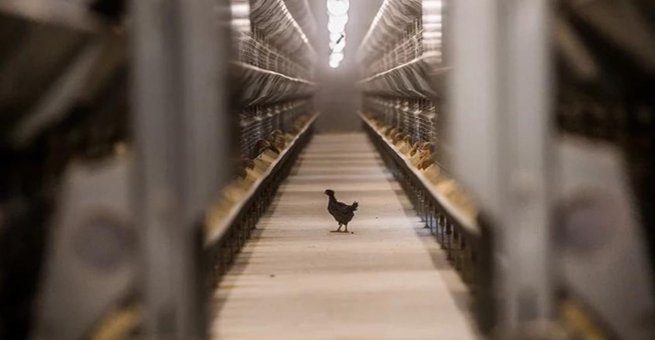 Κρούσματα της γρίπης των πτηνών εντοπίστηκαν για πρώτη φορά σε εμβολιασμένες πάπιες στη Γαλλία