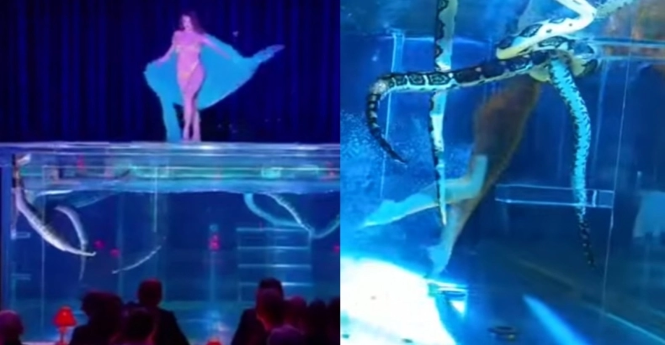 Εντυπωσιάζει χορεύτρια που κολυμπούσε δίπλα σε πύθωνες - Αναγκάστηκαν να «κόψουν» το νούμερο - Βίντεο