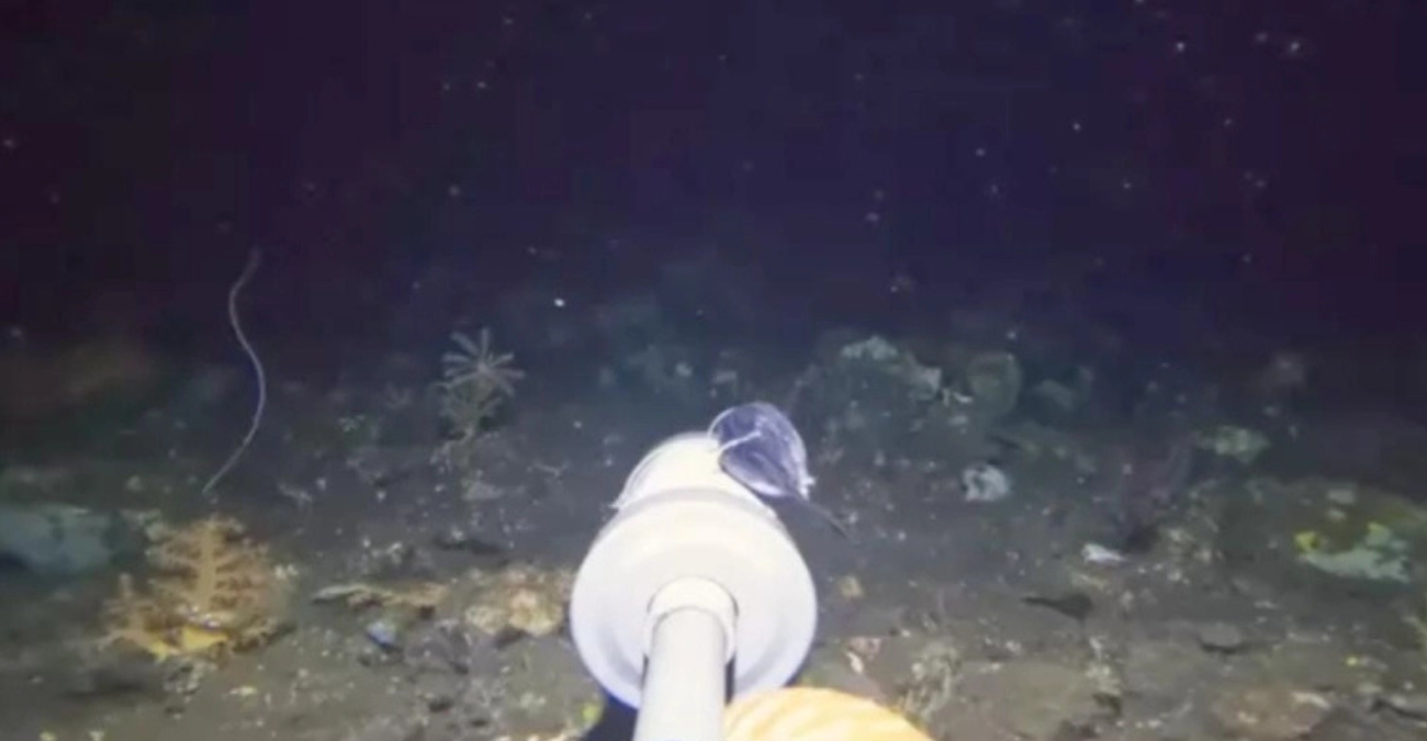 Έριξε μια GoPro στα 200 μέτρα βάθος: Το πλάσμα που είδε στο βυθό του ωκεανού μπέρδεψε ακόμη και τους ειδικούς