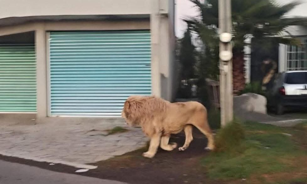 Video: Λιοντάρι έκοβε βόλτες στους δρόμους της πόλης - Σταμάτησε να περάσει αυτοκίνητο