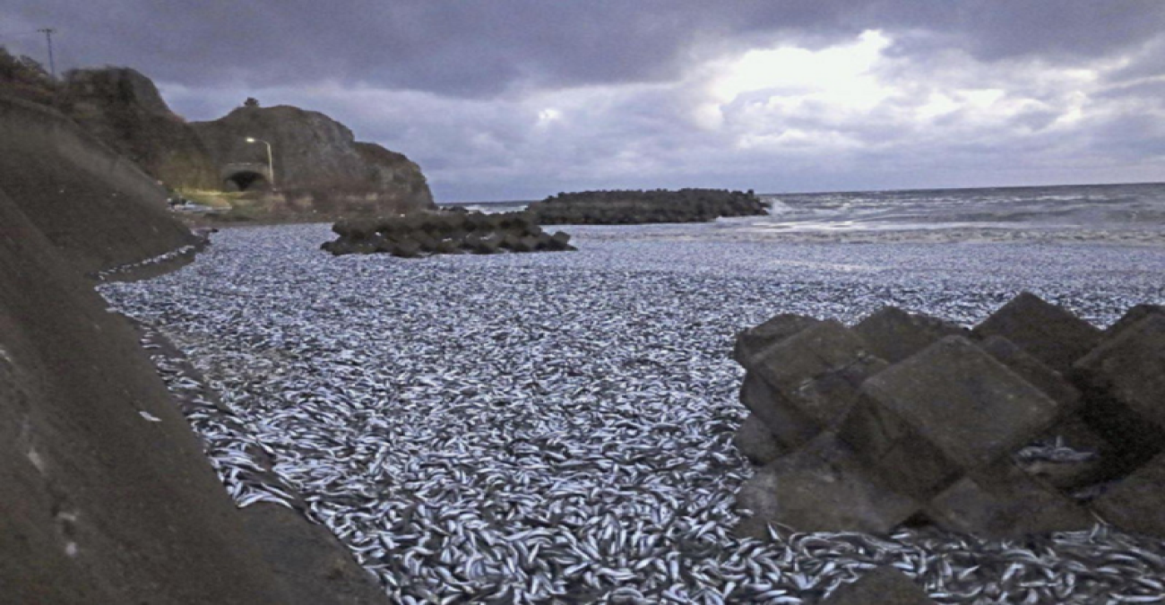 Ιαπωνία: Χίλιοι τόνοι νεκρών ψαριών εντοπίστηκαν στην επιφάνεια της θάλασσας-Δεν συνδέεται με τις διαρροές νερού από τη Φουκουσίμα, εκτιμούν οι Αρχές