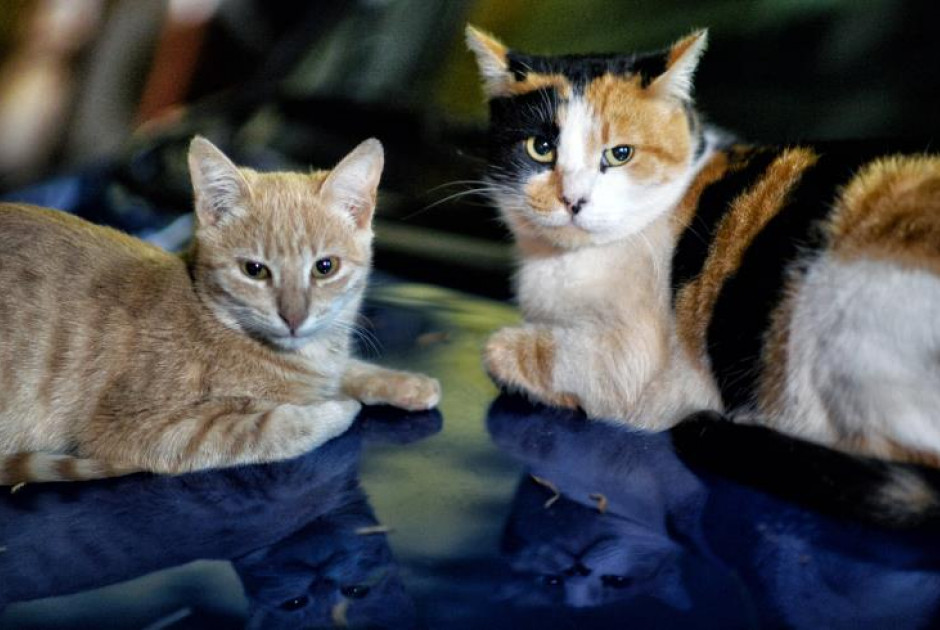 Αποτροπιασμός και βαθιά ανησυχία: Ξέφυγε η κατάσταση με τους πυροβολισμούς ζώων - Δύο νέα σοκαριστικά περιστατικά κακοποίησης γάτων - Φωτογραφίες