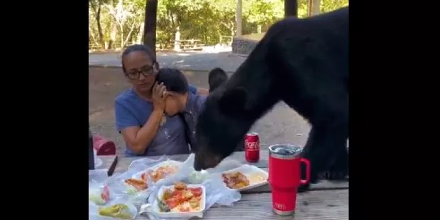Αρκούδα στο Μεξικό έκανε «guest εμφάνιση» σε πικνίκ και... έφαγε τα φαγητά των επισκεπτών - Δείτε βίντεο