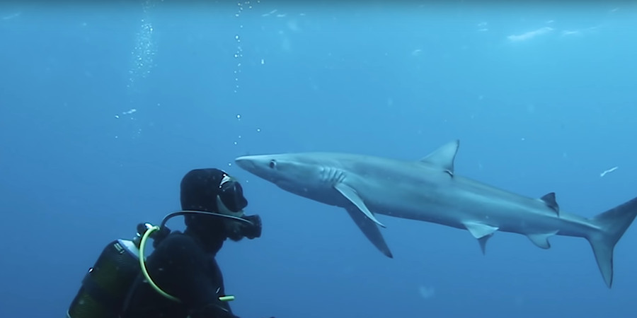 Μόνο για τολμηρούς- Καρχαρίας δίνει φιλάκι σε δύτη 6 μέτρα κάτω από την επιφάνεια- VIDEO