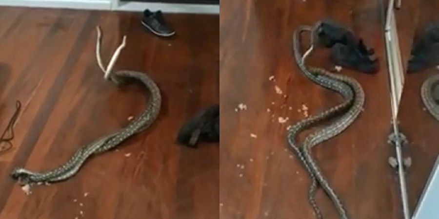 Έσπασε το ταβάνι και έπεσαν τα φίδια – Ανάστατη η οικογένεια – VIDEO