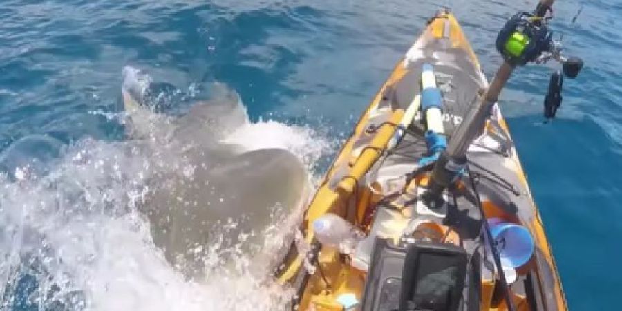 Τρομακτικό βίντεο: Γιγάντιος καρχαρίας στη Χαβάη δαγκώνει καγιάκ ψαρά και προσπαθεί να το αναποδογυρίσει - Βίντεο