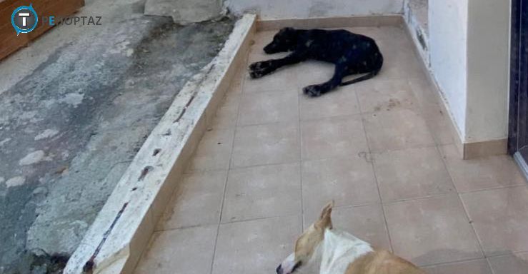 Κόμμα για τα ζώα: «Άκρως καταδικαστέο το περιστατικό μαζικής δηλητηρίασης σκύλων στο Πεντάκωμο»    