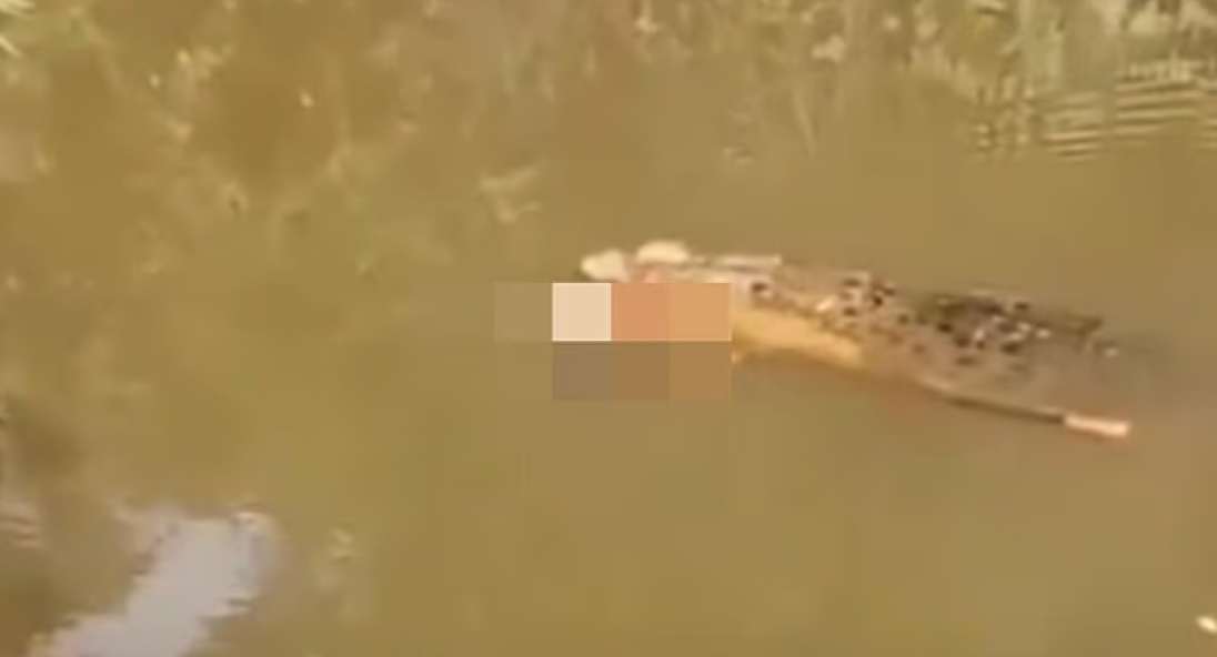 Σοκαριστικό video: Φρικτός θάνατος για γυναίκα -Την κατασπάραξε κροκόδειλος ενώ έψαχνε για μύδια