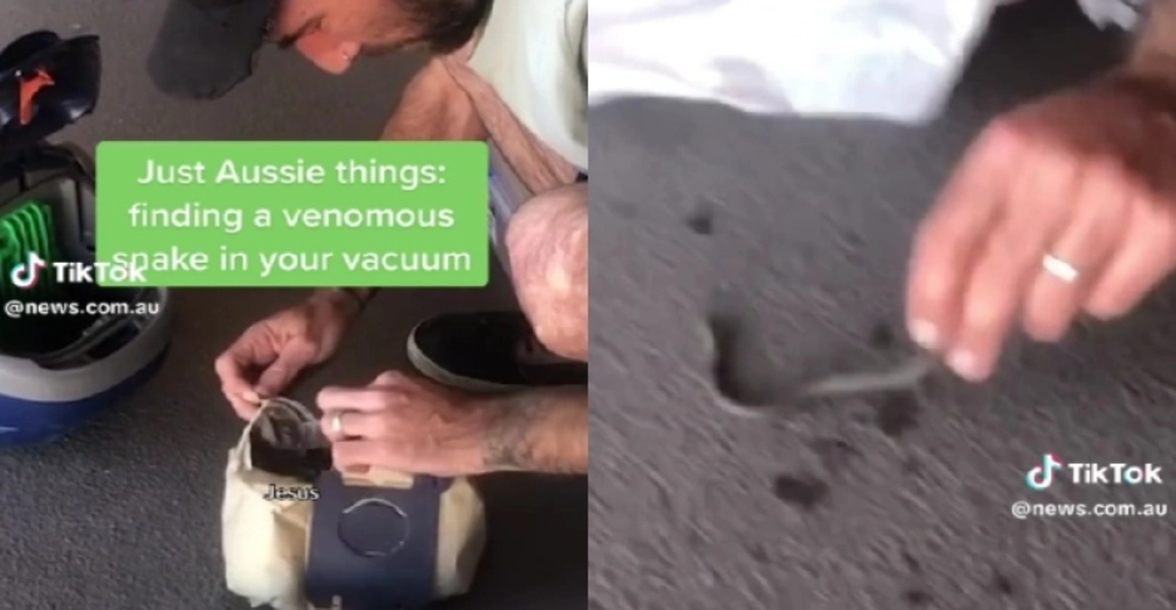 Αυστραλία: Άνδρας επιχείρησε να ξεβουλώσει την ηλεκτρική σκούπα και βρήκε μέσα φίδι - Βίντεο