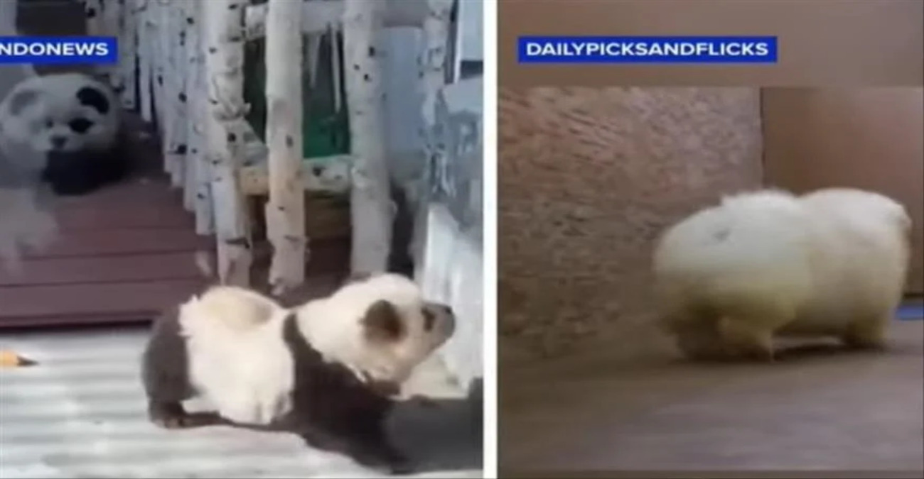 Απίστευτο περιστατικό σε ζωολογικό κήπο στην Κίνα: Μεταμφίεσαν σκύλους… σε πάντα - Δείτε βίντεο