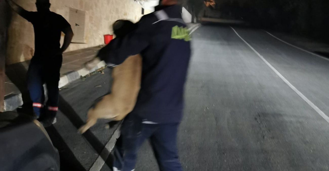 Μάχη για τα πυρόπληκτα ζώα: Κτηνίατροι της Λεμεσού προσφέρουν δωρεάν φροντίδα και περίθαλψη