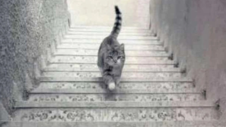 Βλέπεις τη γάτα να ανεβαίνει ή να κατεβαίνει τις σκάλες; Τι σημαίνει - Η οπτική ψευδαίσθηση που θα σε διχάσει