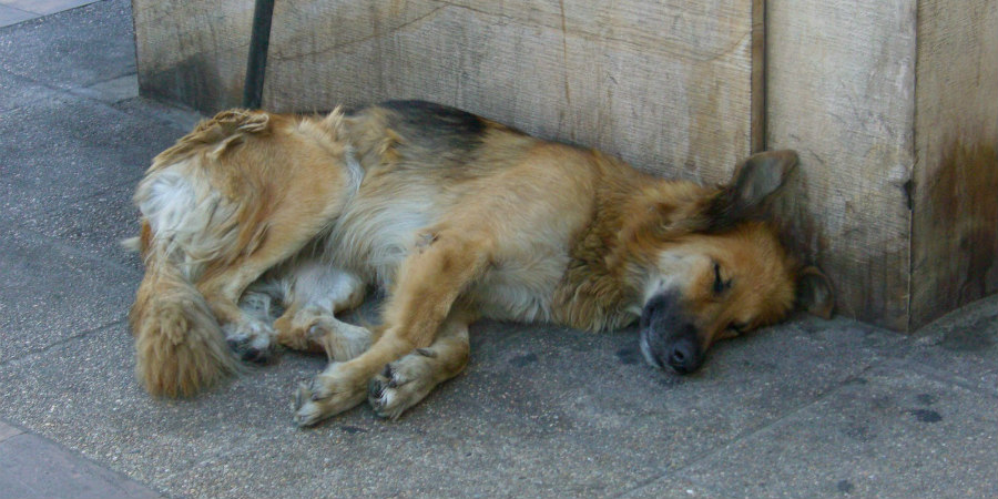 ΚΑΛΑΜΑΤΑ: Βάρβαροι σκότωσαν σκύλο - Του έβαλαν κροτίδες στο στόμα - ΣΚΛΗΡΗ ΕΙΚΟΝΑ