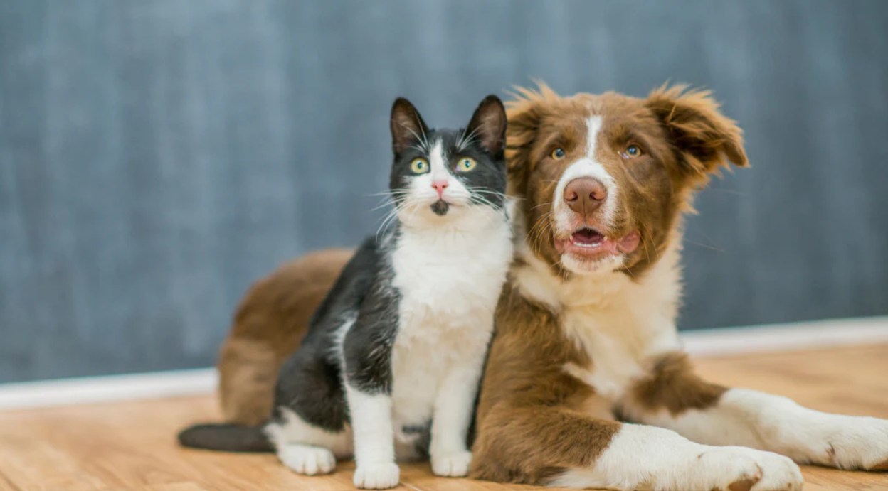 Αφθώδης πυρετός: Μεταδίδεται τελικά σε σκύλους και γάτες; - Ποια ζώα επηρεάζει και ποια θανατώνονται