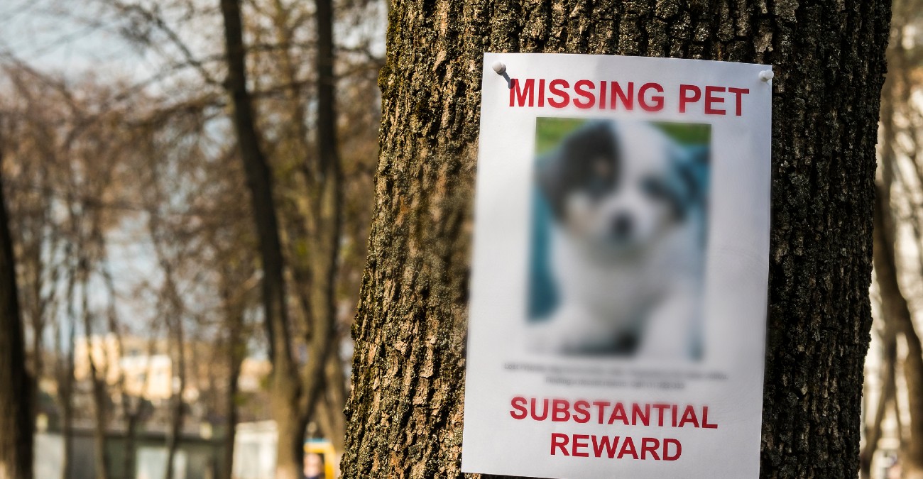 Άφαντος παραμένει ο Μάιλο – Έκκληση για πληροφορίες και επιστροφή του – Αύξησαν και την αμοιβή – Δείτε φωτογραφία