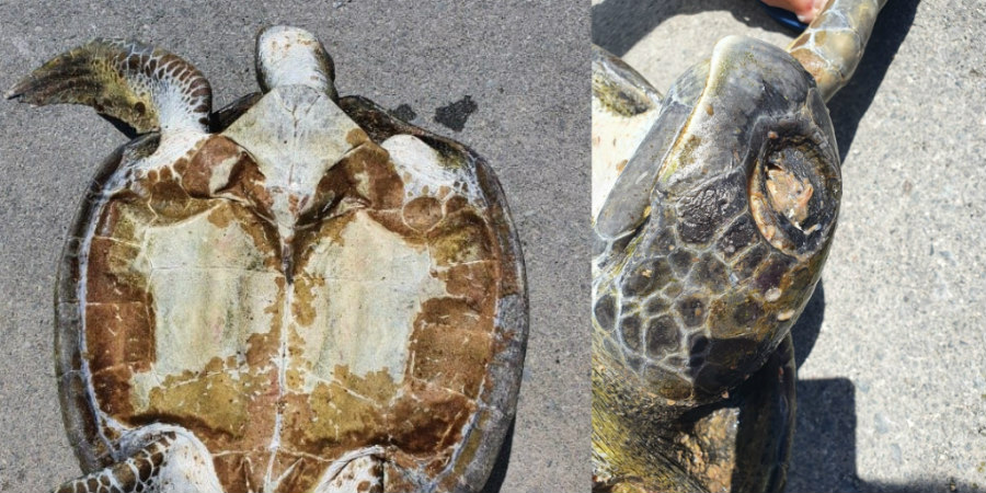 Πέθανε η χελώνα που εντοπίστηκε με κομμένα πόδια στην Ακτή Κυβερνήτη 