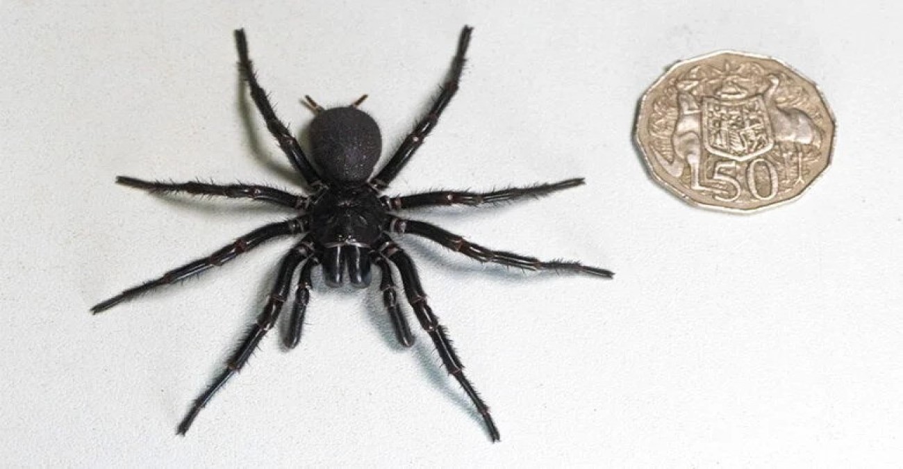 Βρέθηκε η μεγαλύτερη πιο φονική αράχνη στον κόσμο - Το όνομα αυτής «Ηρακλής» - Βίντεο