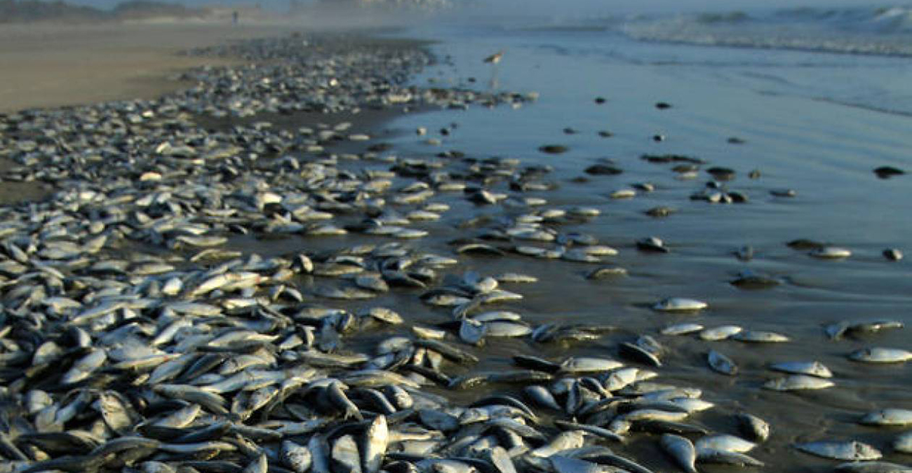 Ξεβράστηκαν νεκρά ψάρια στην παράκτια περιοχή Λάρνακας-Δεκέλειας - Η ανακοίνωση του Τμήματος Αλιείας 