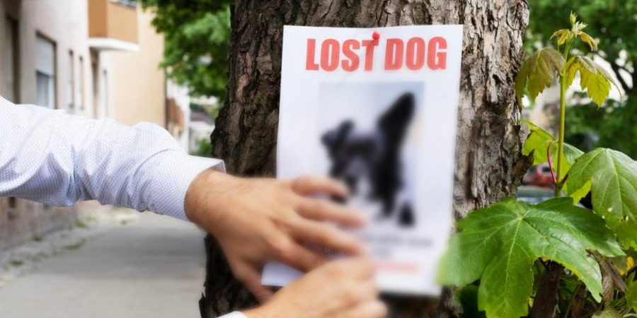 Χάθηκε σκυλάκι στη Λευκωσία – Ακούει στο όνομα «Chase» – Βοηθήστε να εντοπιστεί - Φωτογραφία