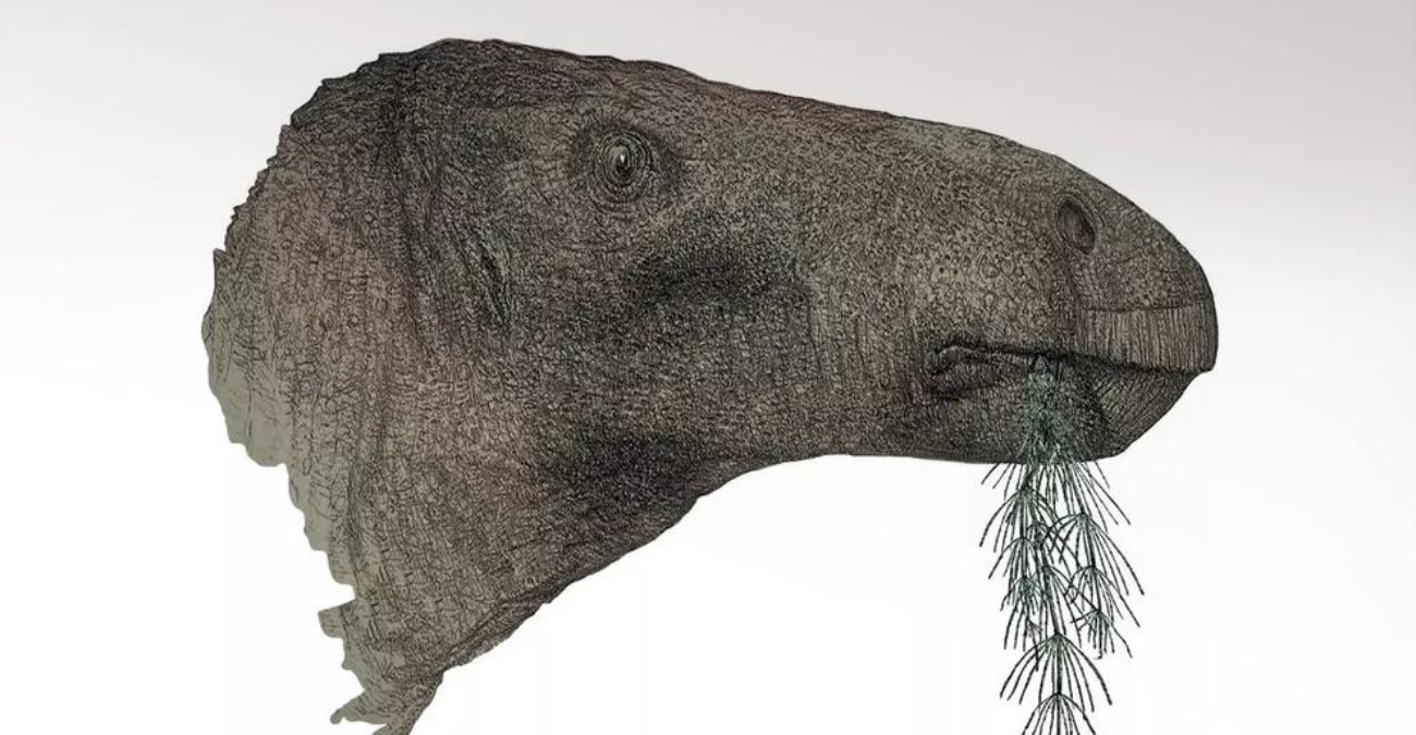 «Φοβερό εύρημα» στην Αγγλία: Εντοπίστηκαν τα λείψανα χορτοφάγου δεινόσαυρου που εκτιμάται ότι έζησε πριν 125 εκατ. χρόνια