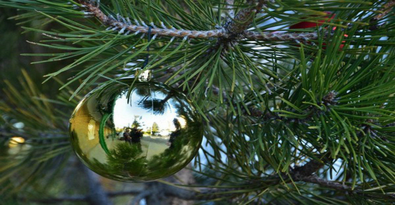 Τμήμα Δασών: Από πού θα αγοράσετε το χριστουγεννιάτικό σας δέντρο