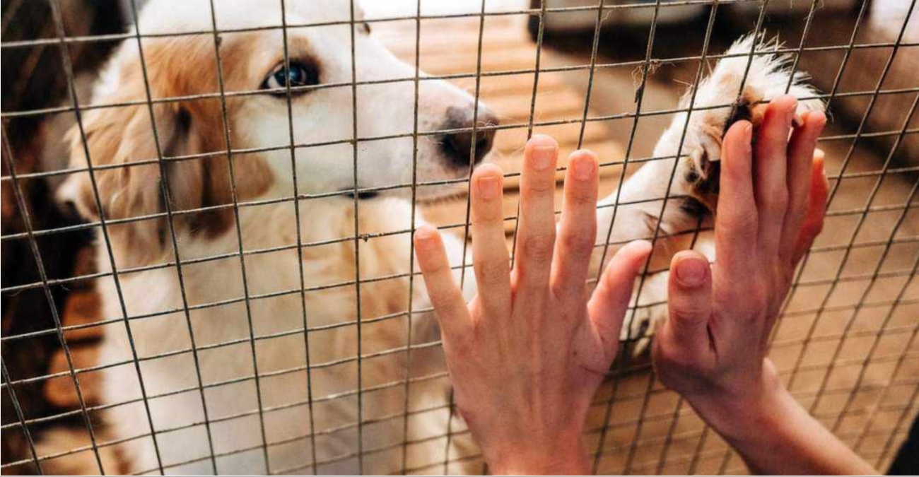 Ετοιμάζουν σχέδιο δράσης για το καταφύγιο ζώων στην Πάφο – Τι αποφασίστηκε σε σύσκεψη του Δήμου