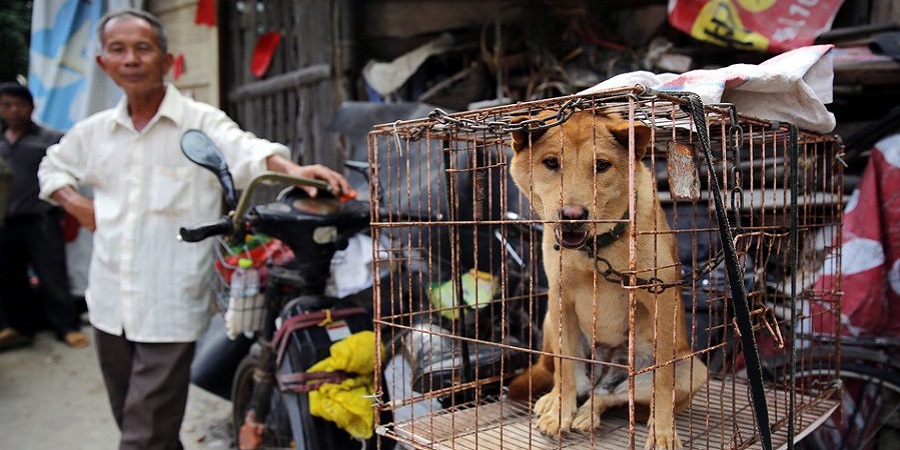 ΚΙΝΗΜΑ ΟΙΚΟΛΟΓΩΝ: Επιστολή διαμαρτυρίας στον Πρέσβη της Κίνας για φεστιβάλ σκυλίσιου και γατίσιου κρέατος - ΦΩΤΟΓΡΑΦΙΕΣ