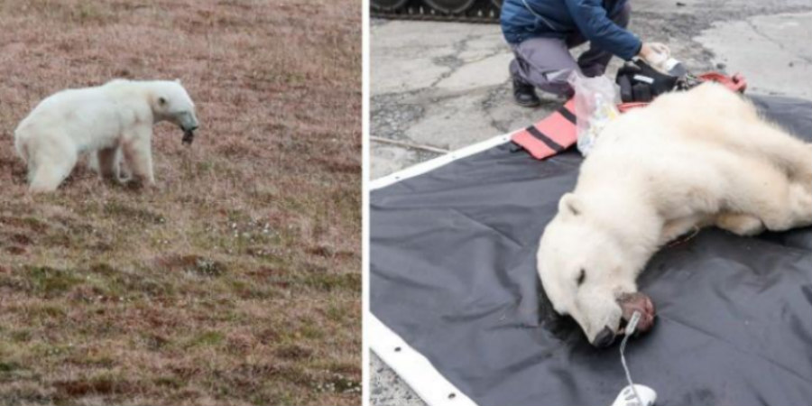 Απίστευτο: Πολική αρκούδα πλησίασε ανθρώπους για βοήθεια – Είχε κολλήσει κονσερβοκούτι στο στόμα της