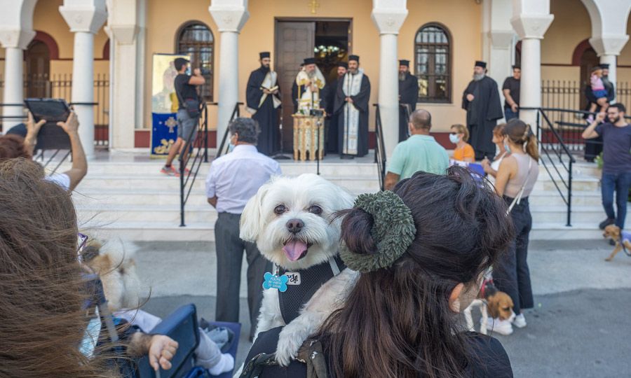 Έχετε κατοικίδια; Λάβετε σήμερα ευλογία από την Εκκλησία - Πού και πότε θα γίνει η εκδήλωση