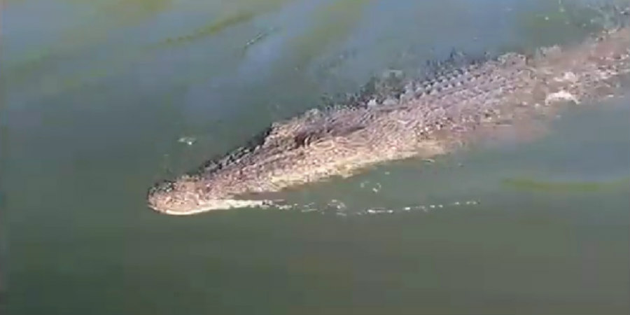 Viral: Κροκόδειλος πήδηξε στη βάρκα ενός ζευγαριού που ψάρευε στην Αυστραλία - Δείτε βίντεο