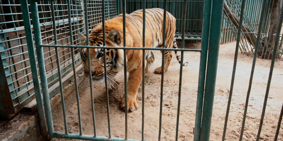ΟΙΚΟΛΟΓΟΙ: «Αντί να κλείσει αναβαθμίζεται το Melios Zoo» - «Δεν μπορούν ή δεν θέλουν οι αρμόδιοι»