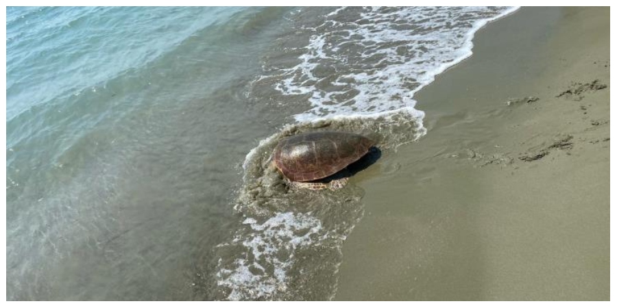 Τις φρόντισαν και τις επέστρεψαν στα νερά της Μεσογείου -  Δύο τραυματισμένες θαλάσσιες χελώνες