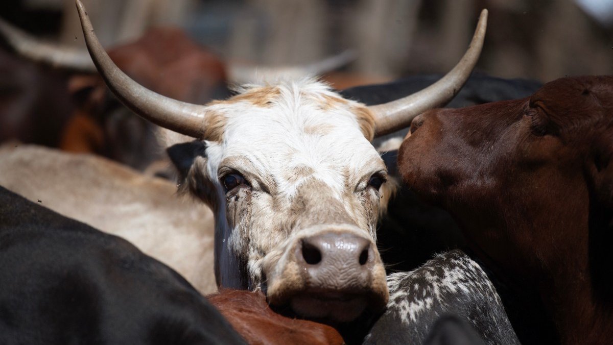 Αφθώδης πυρετός: Έρχονται εμπειρογνώμονες και εμβόλια - Άρχισε η θανάτωση και ταφή μολυσμένων ζώων