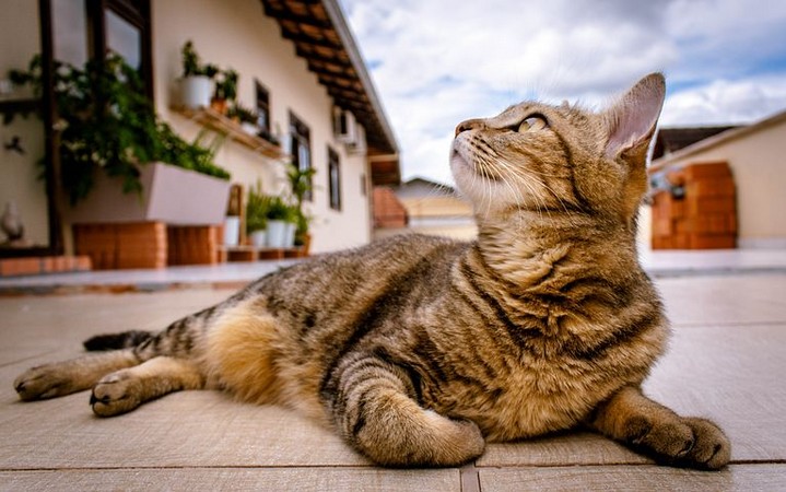 Με απόφαση του Υπουργικού ξεκινούν οι στειρώσεις αδέσποτων γάτων – €75.000 η δαπάνη