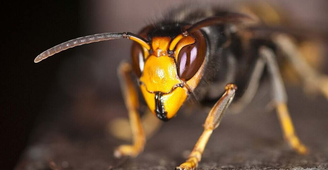 Συναγερμός για τις ασιατικές σφήκες που εξολοθρεύουν τις μέλισσες στην Ευρώπη