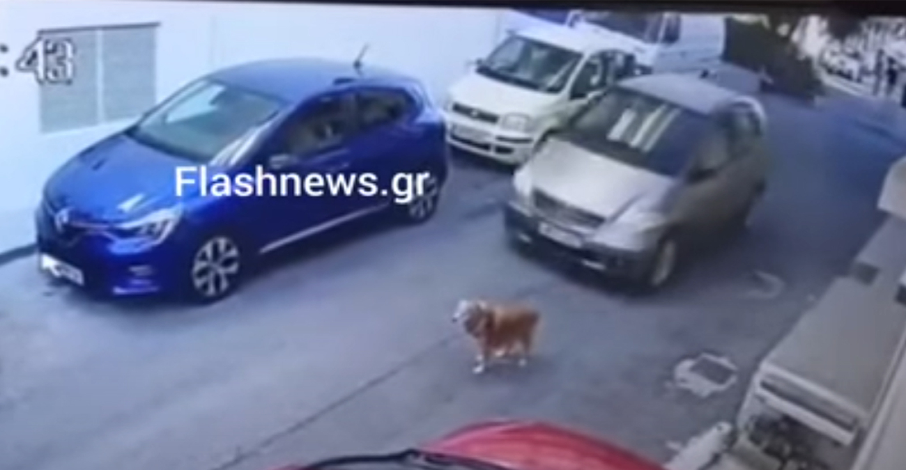 Οδηγός στην Ελλάδα πάτησε σκυλάκι εν ψυχρώ – Της πέρασαν χειροπέδες - Δείτε βίντεο