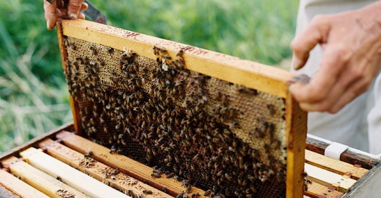 Υπουργός Γεωργίας: Υλοποιούμε δράσεις για στήριξη της μελισσοκομίας