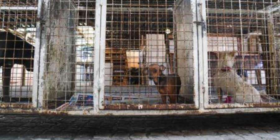 Ασφυκτιούν τα καταφύγια – «Χωρίς προηγούμενο» οι εγκαταλείψεις σκύλων φέτος 