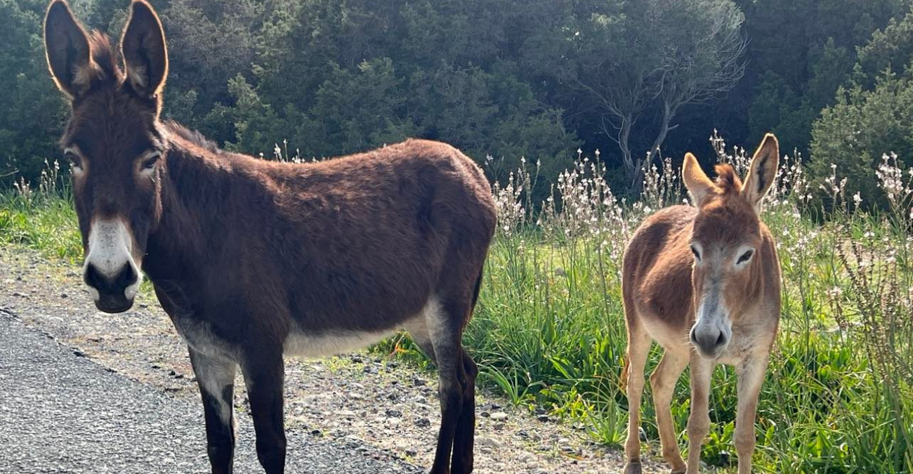 Ο γάρος της ημέρας: Οργή από φωτογραφίες - Πάρκαρε σε θέση ΑμεΑ ενώ υπήρχαν άδειες θέσεις